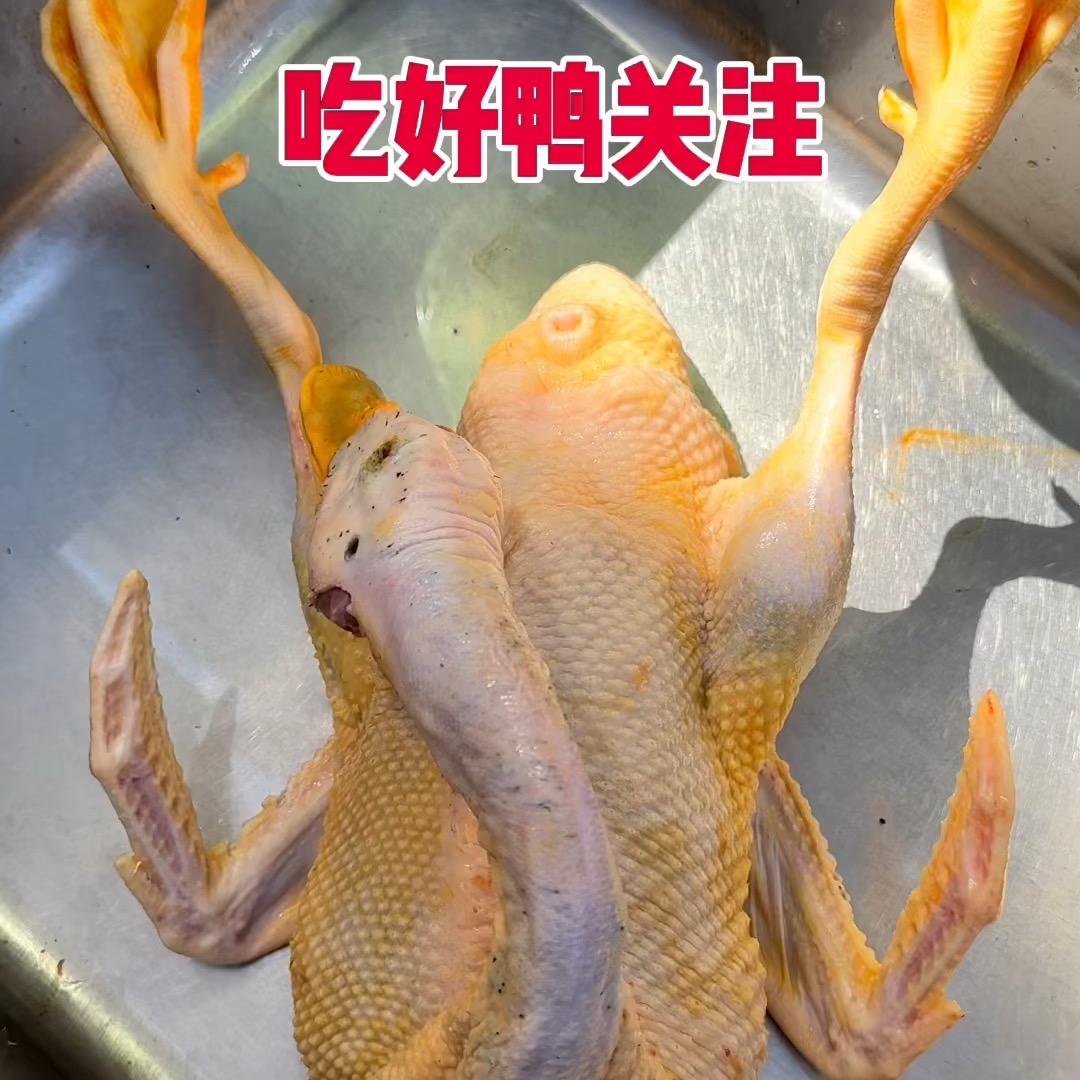 上品猛禽贵族生态鸭