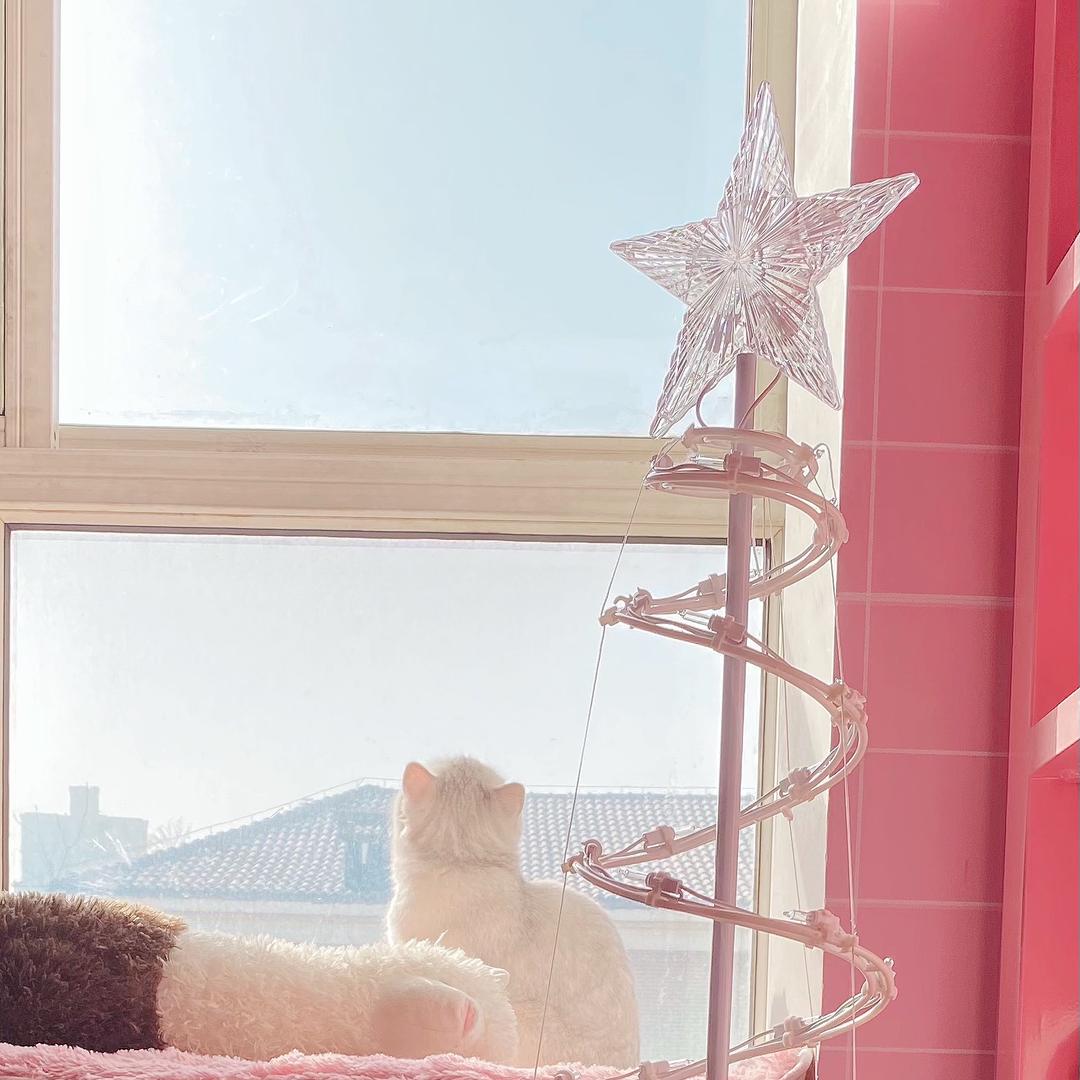 是吃可爱的猫✨（发财好运版