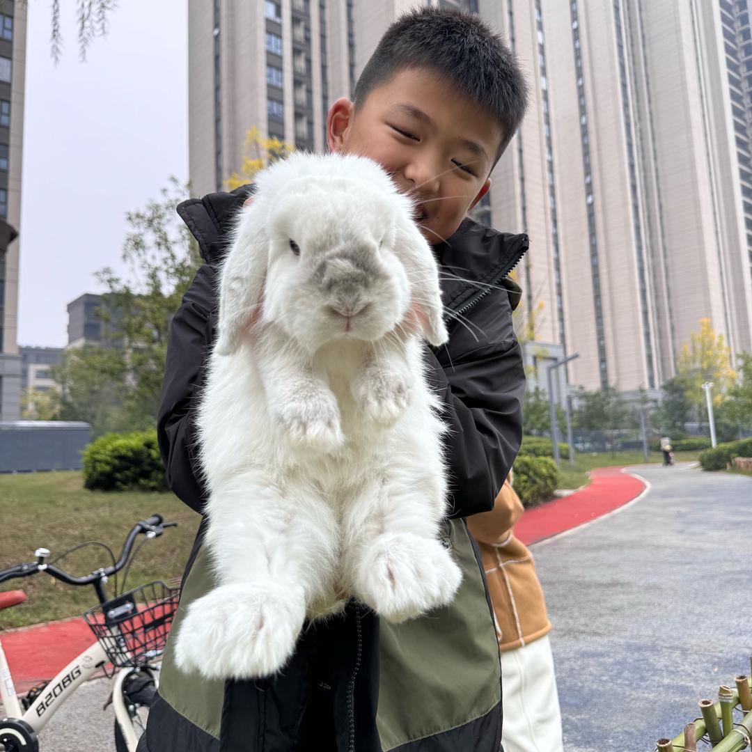 乡村小杨