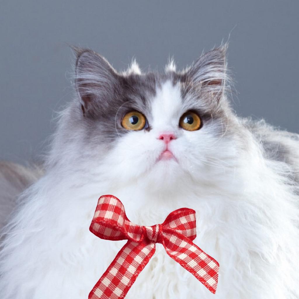 🐱波波猪