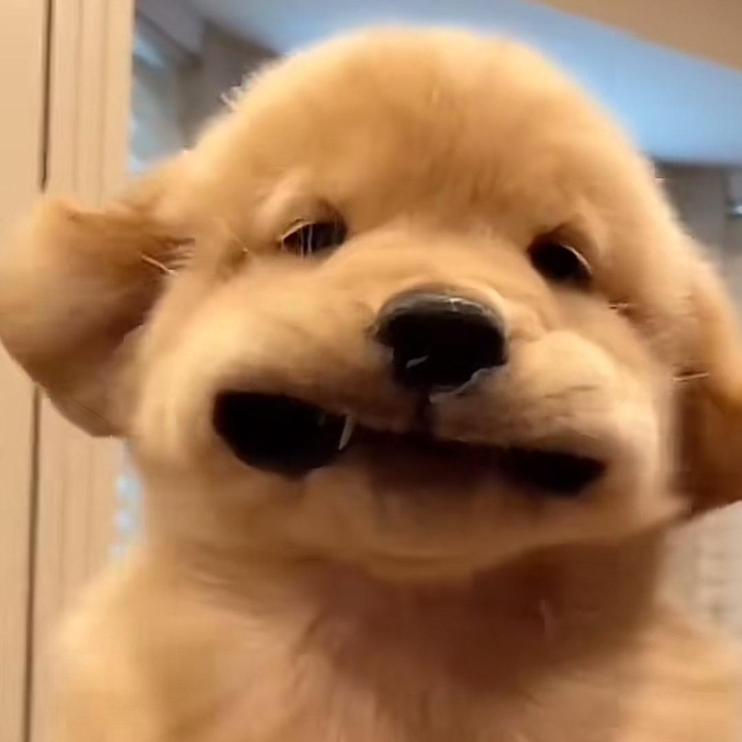 蒜茄的