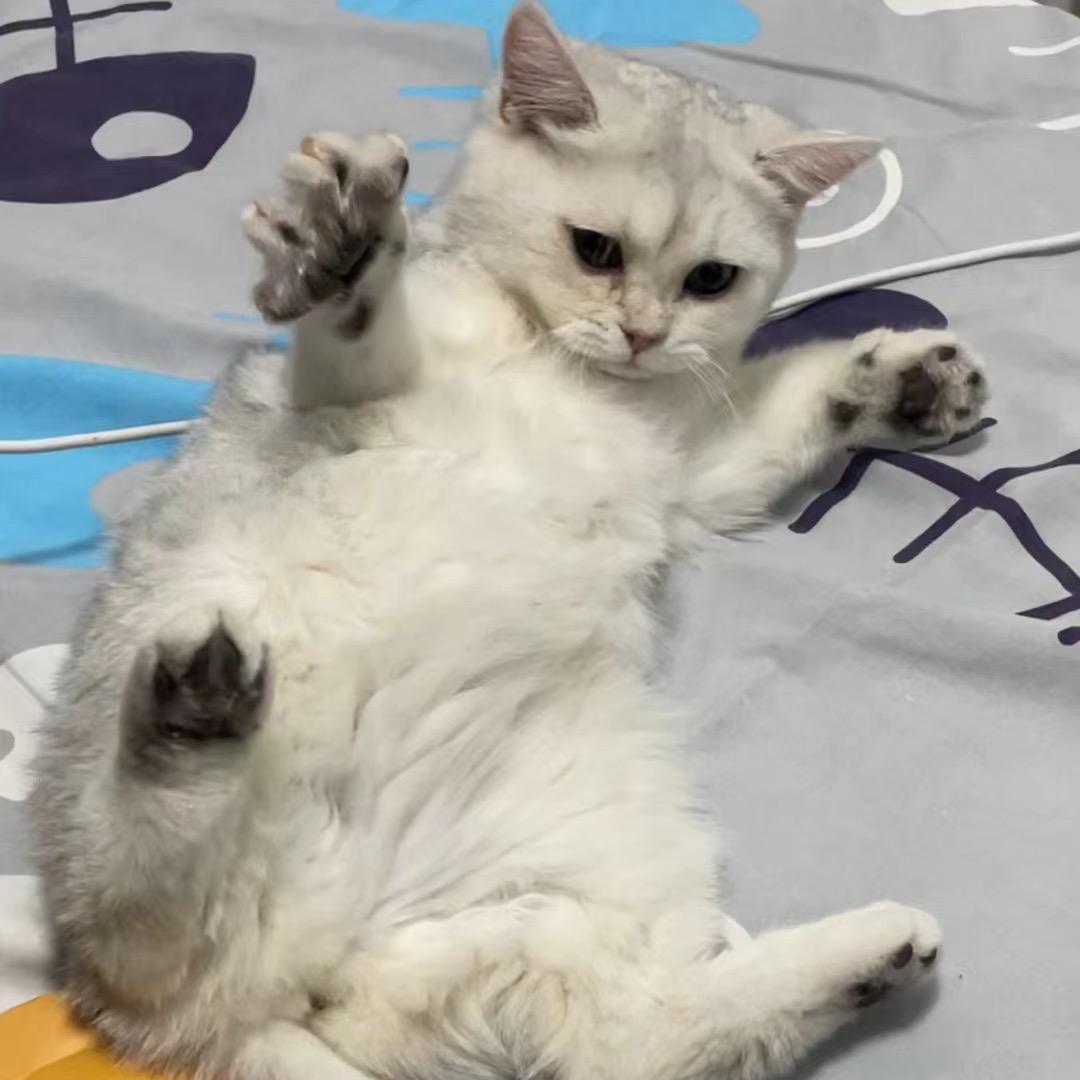 愿望养只猫