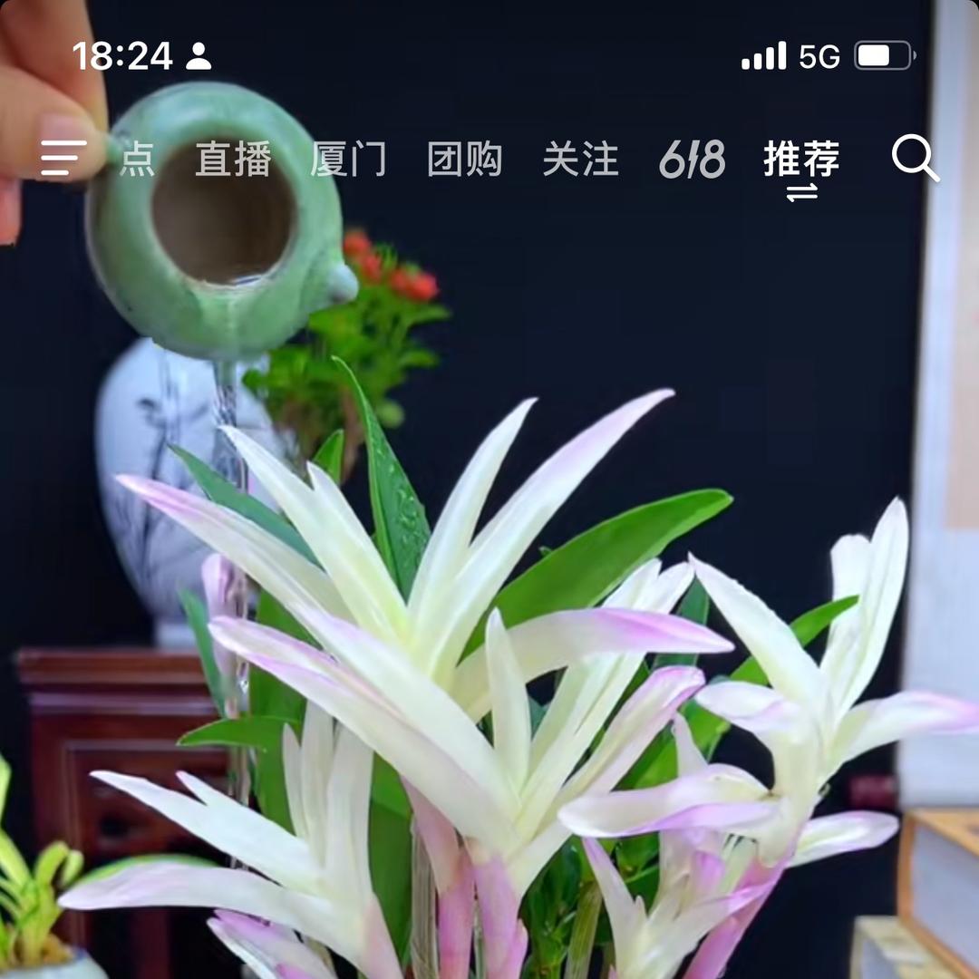 时光兰得