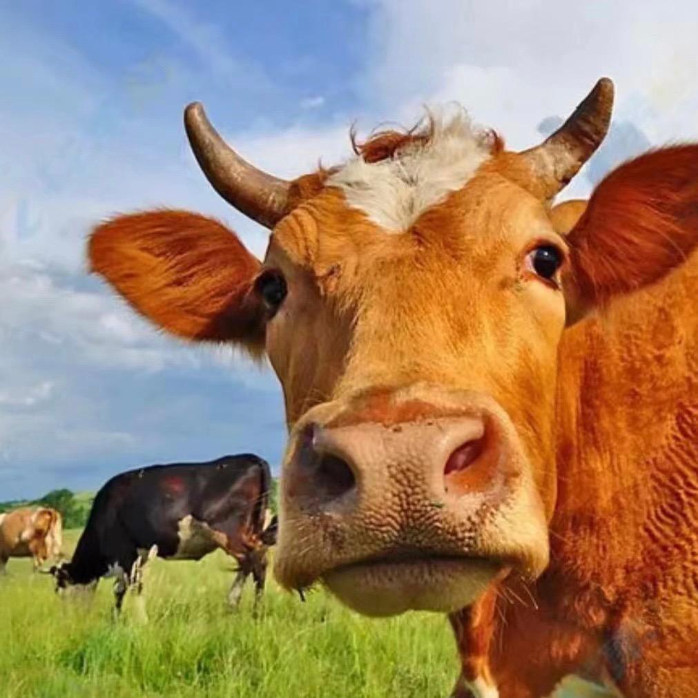 华胜鑫牛清真肉制品专卖店