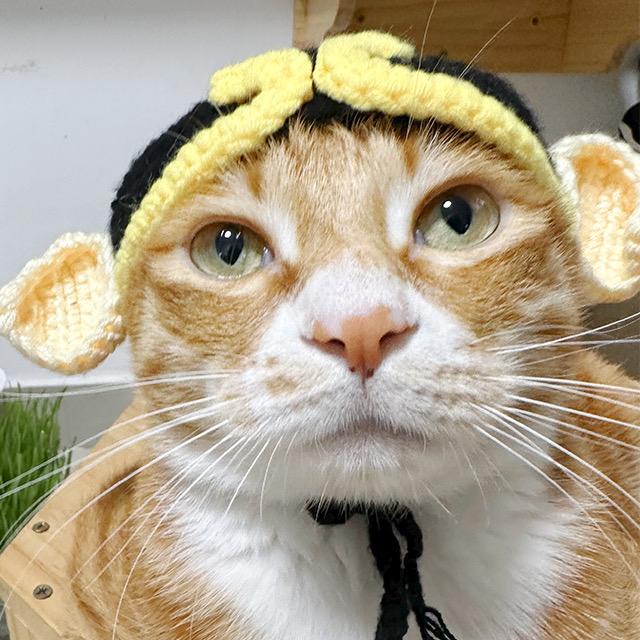 猫咪黄加橘