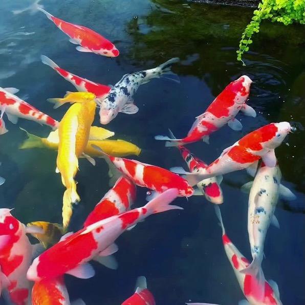 菏泽锦德观赏鱼有限公司