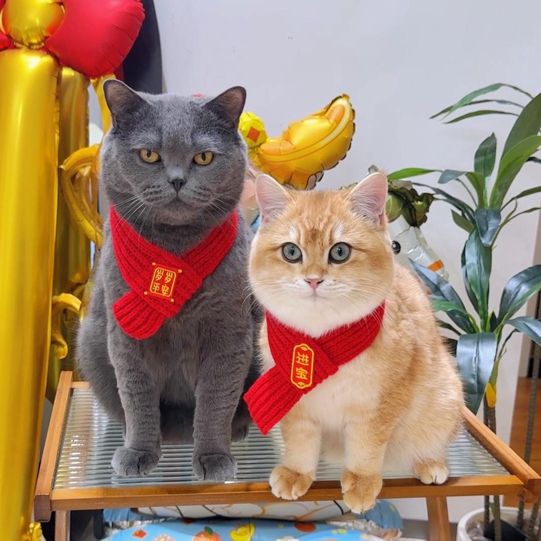 汤圆是只大肥仔