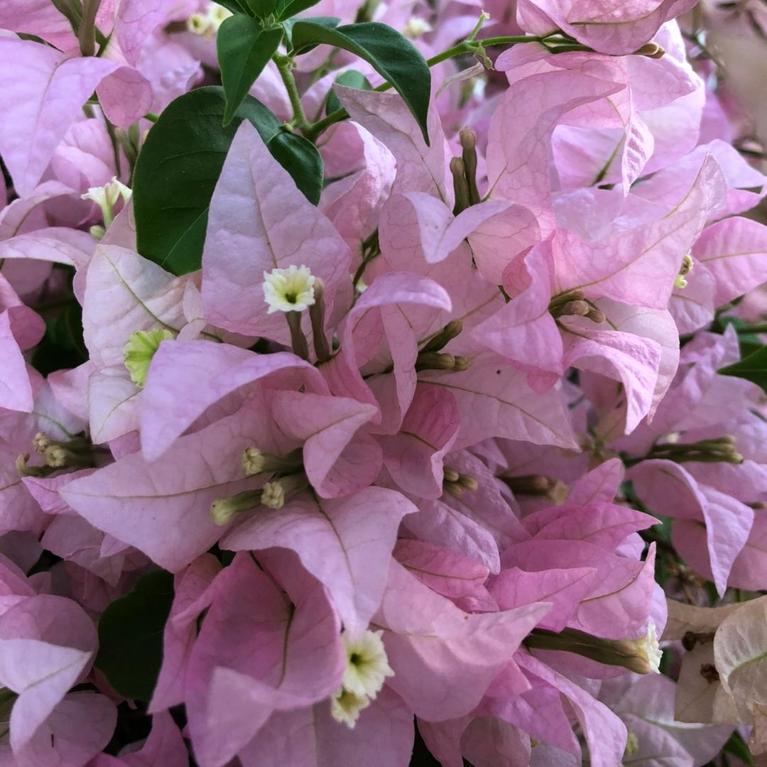繁花似锦
