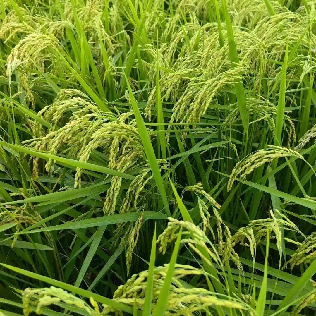 小宋家石板米(产区直发）