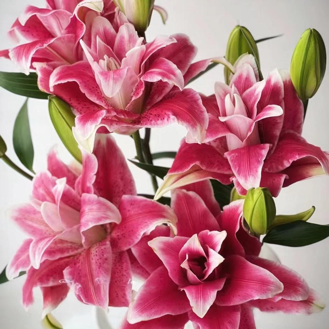 牧笛严选花卉