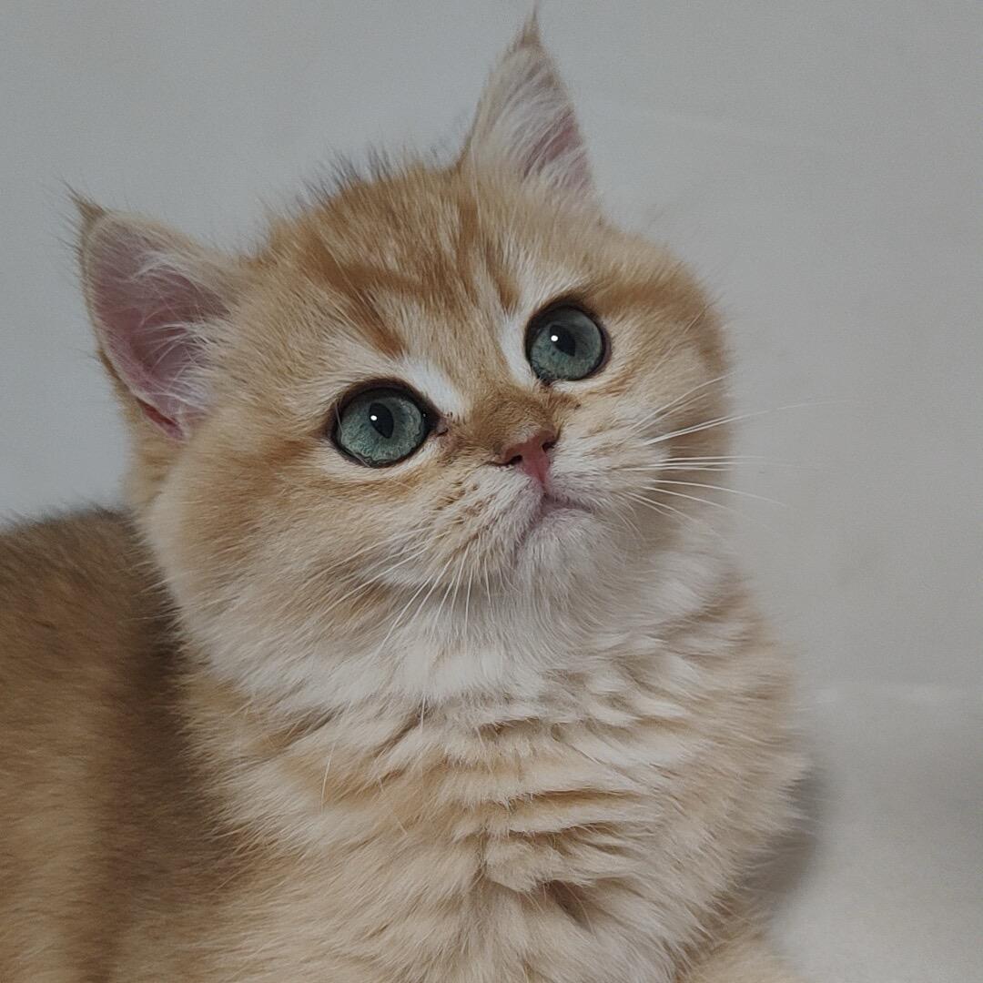 🐾小懒猫的猫🐾