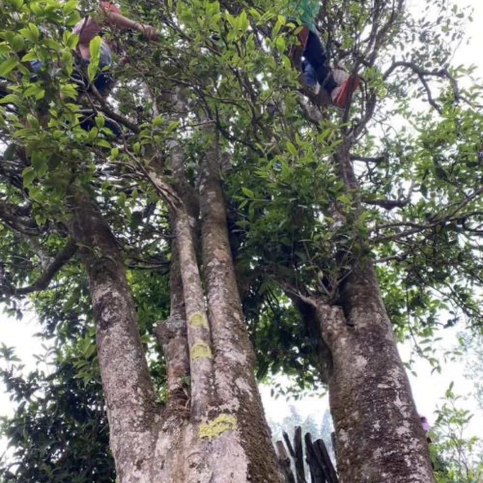 苏妹收农家好茶