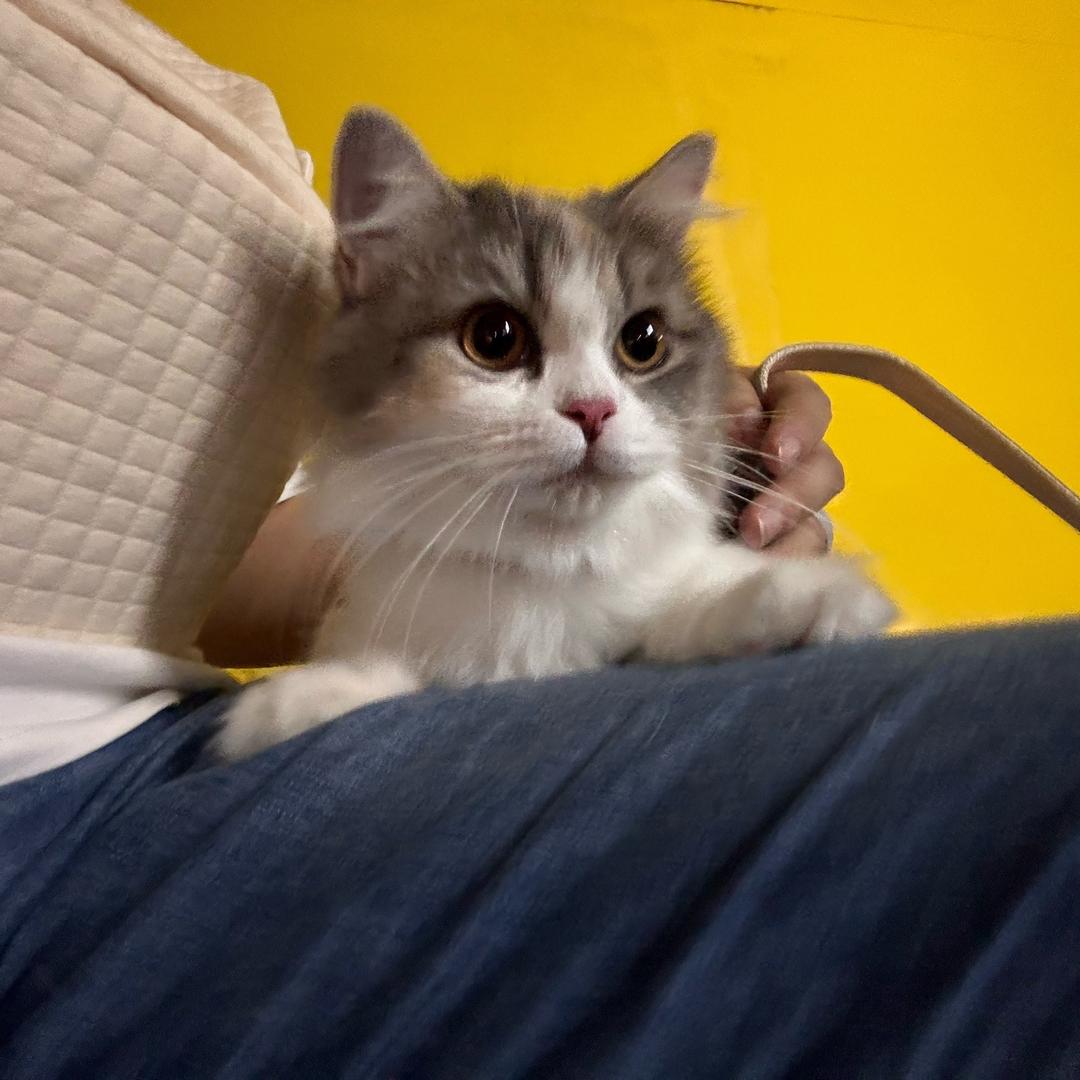 猫毛拌饭的日子