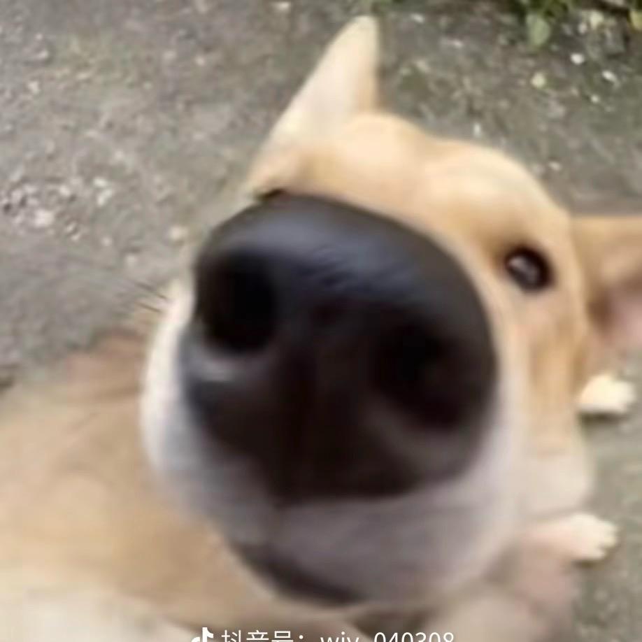 竹影熙