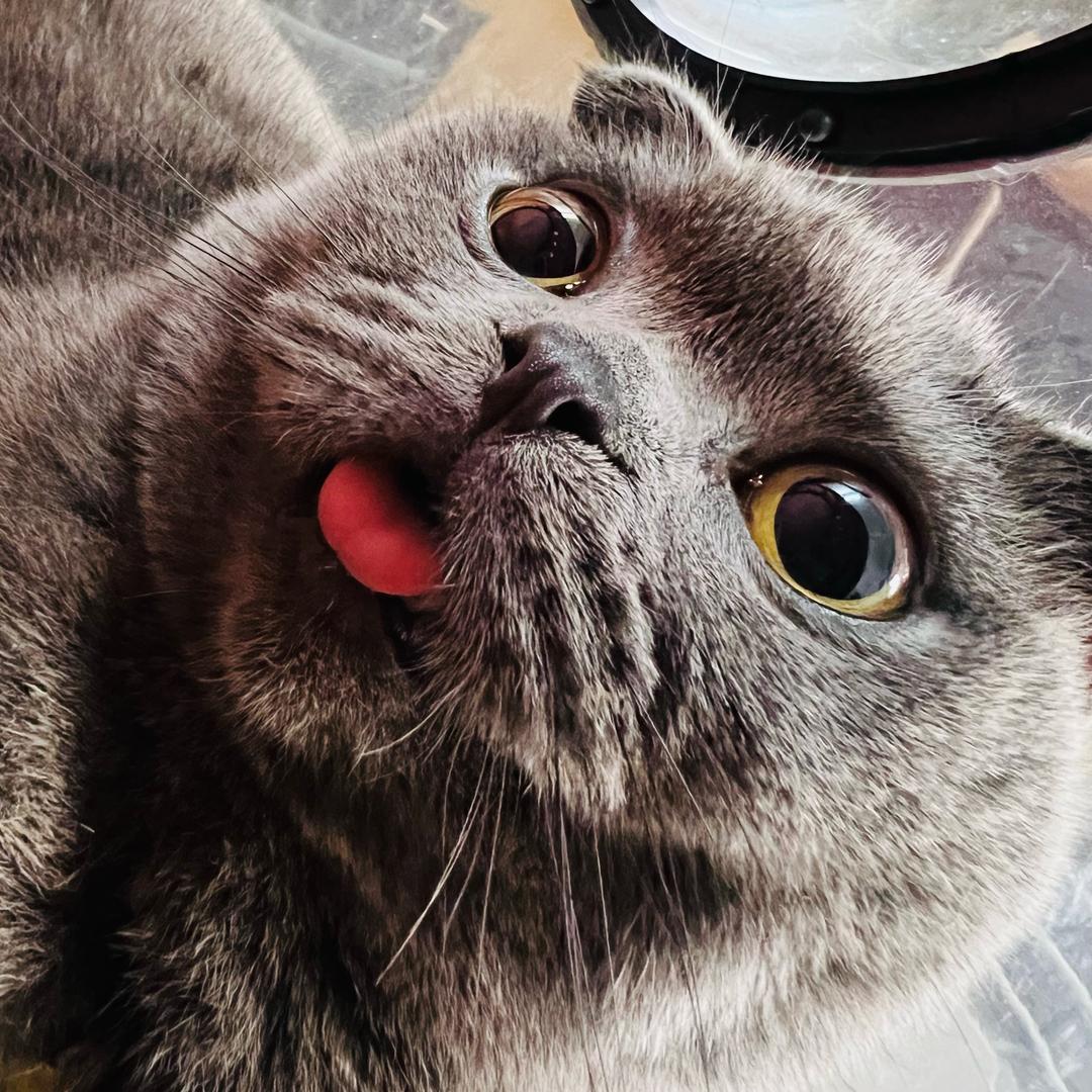 🌤️豆包是只喵🐱