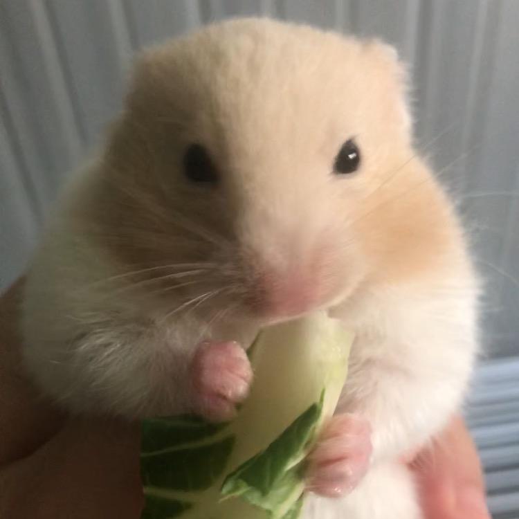 萌鼠旺旺