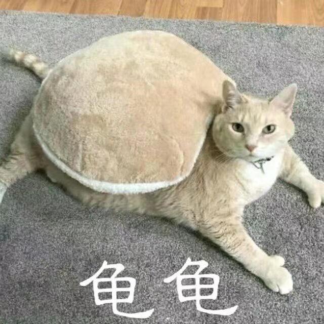 我家猫呢？