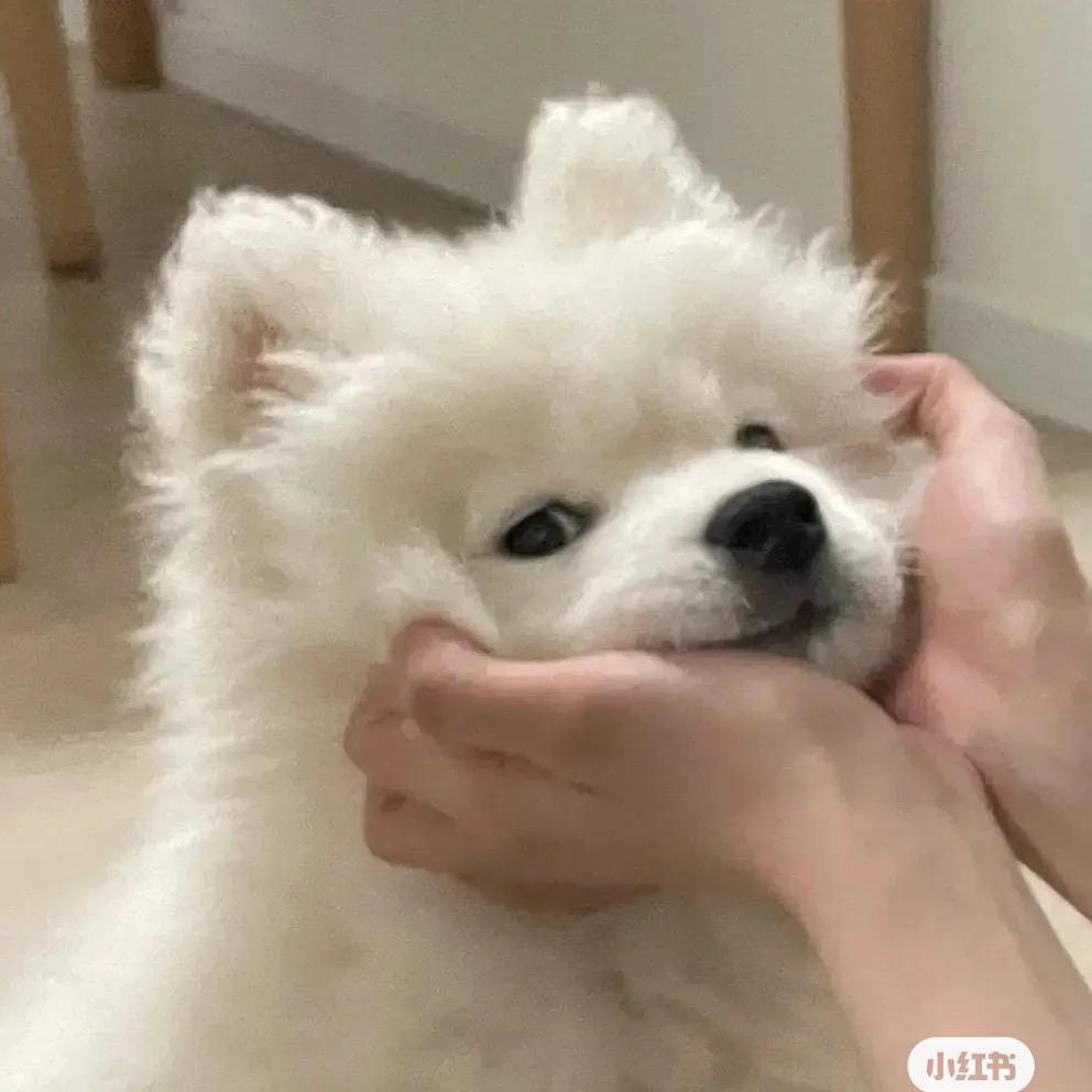 小乔.