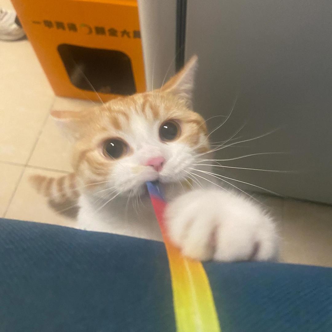 小猫啾咪咪咪咪咪