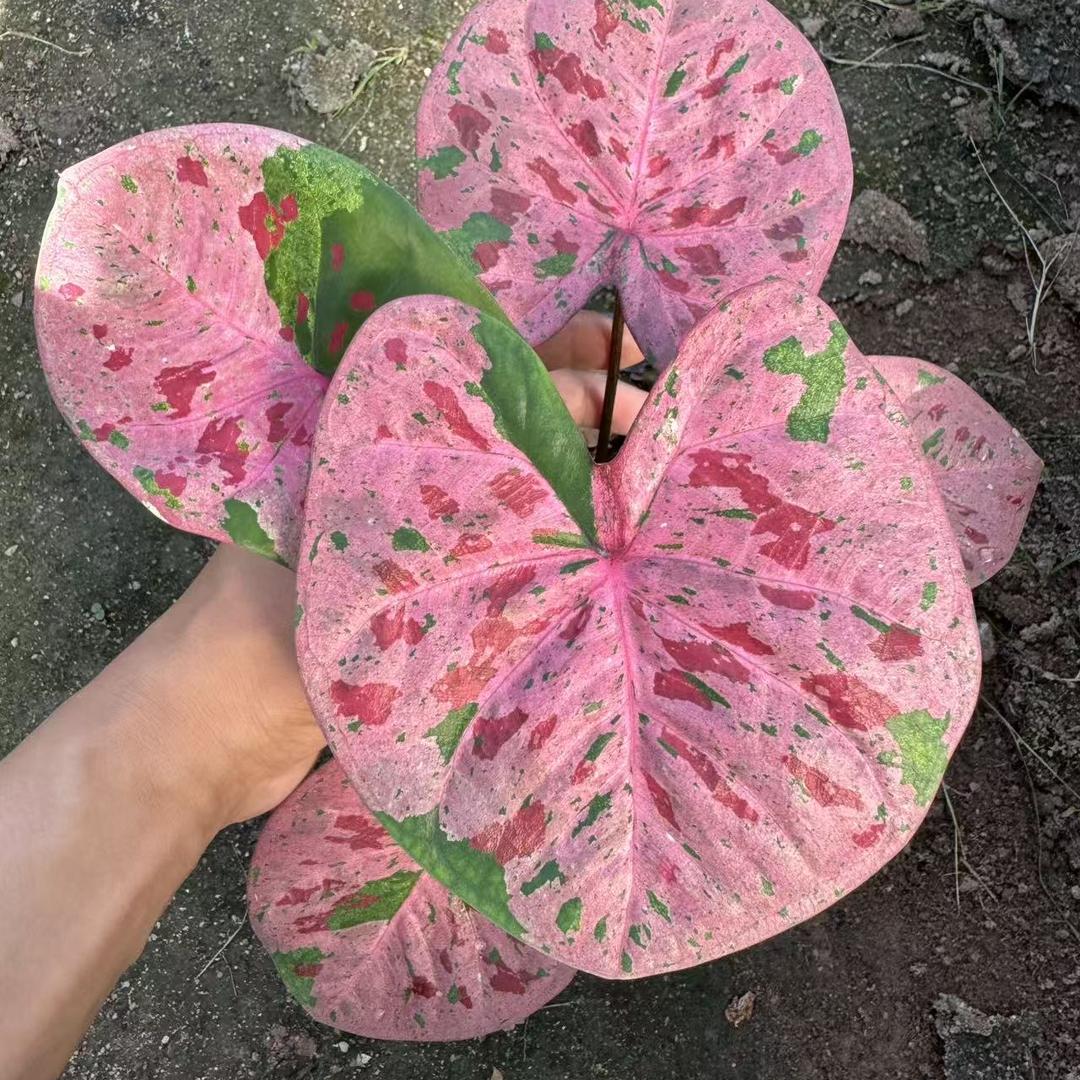 花町园艺