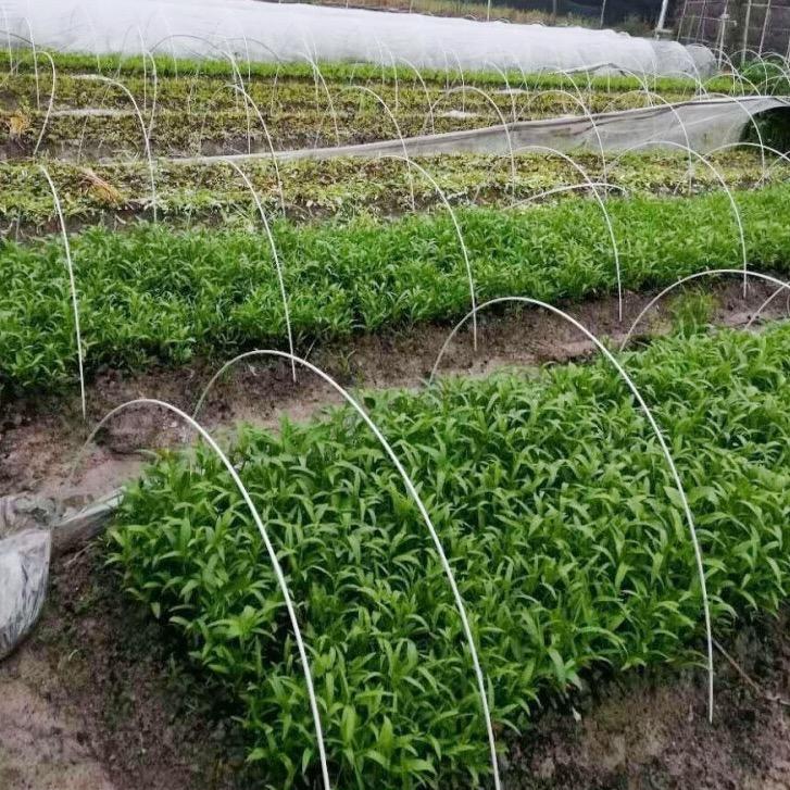 耀成拱棚支架厂家