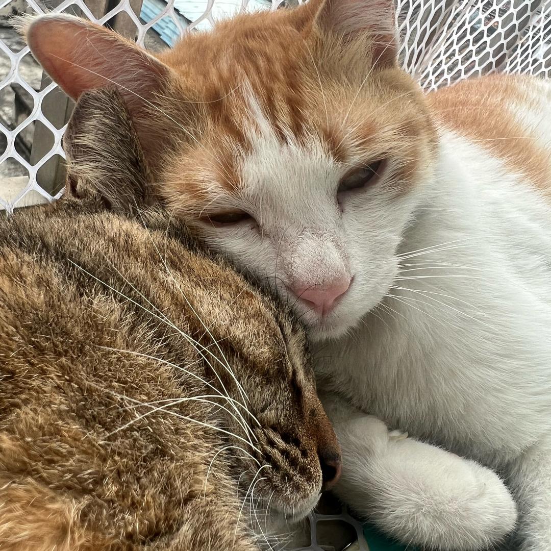 doggg【周末工坊版】