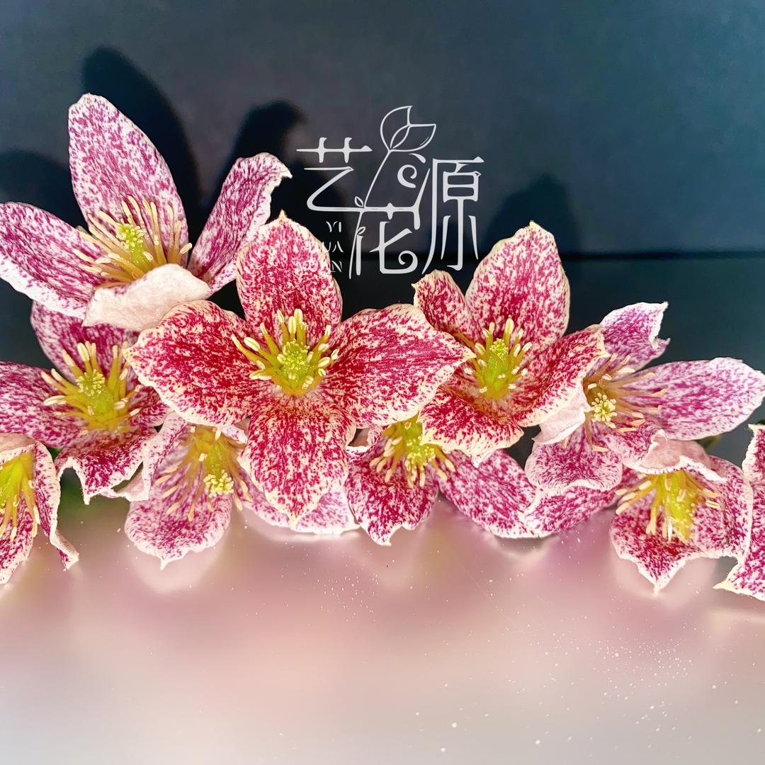 南京艺花源铁线莲基地