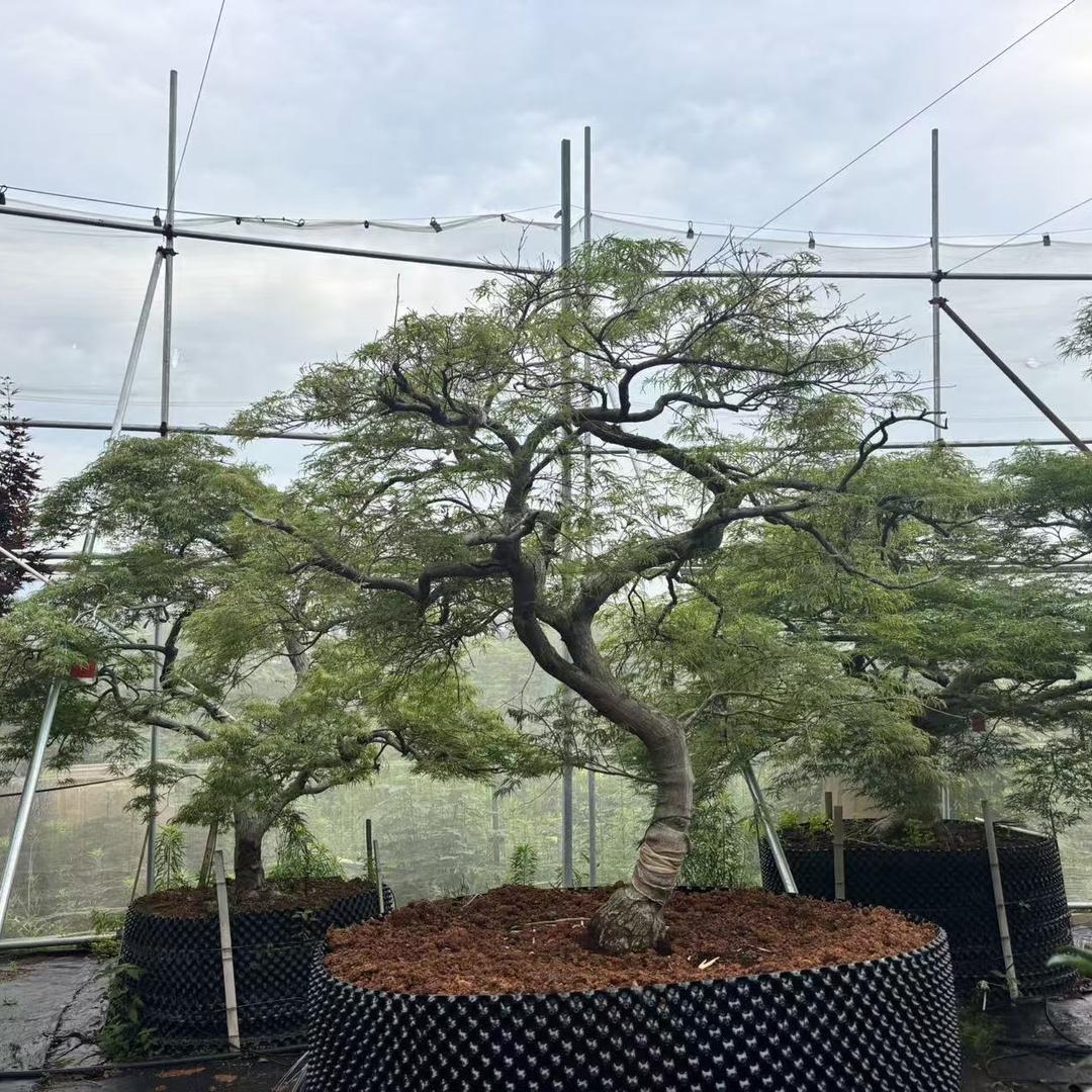 熙熙枫景园