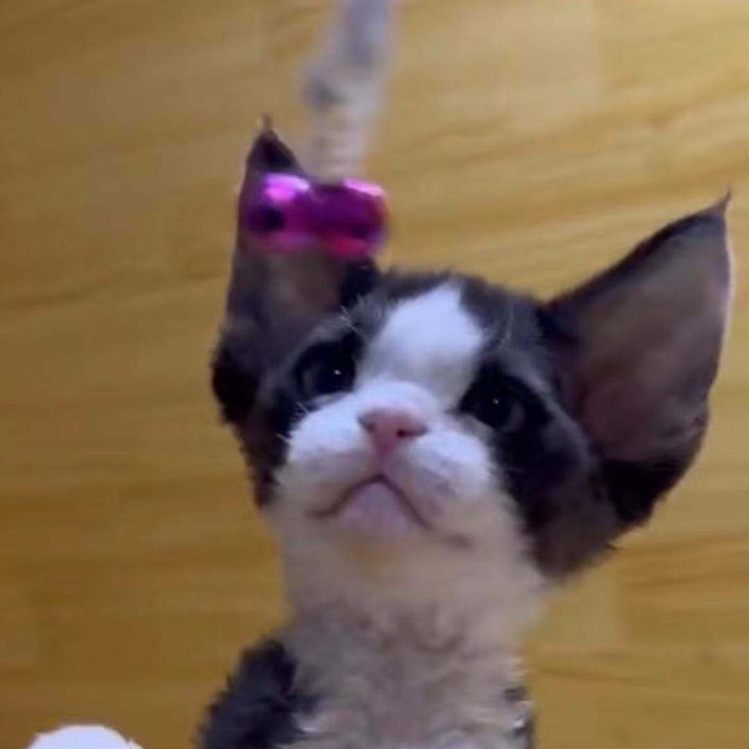 德文卷毛猫繁育人 豪哥