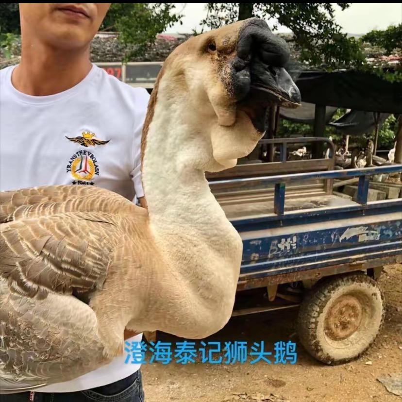 澄海泰记狮头鹅副店