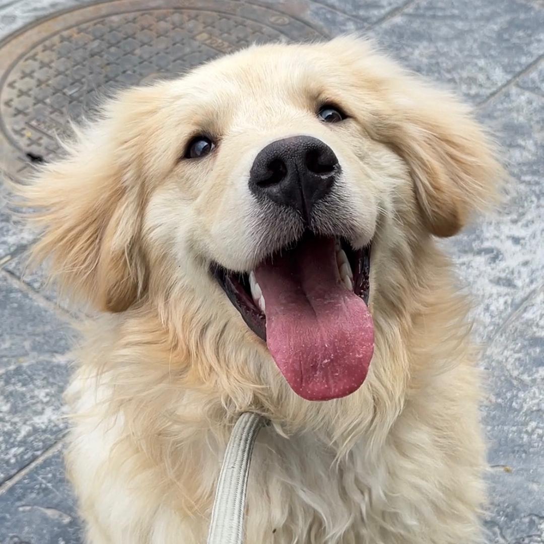 小金毛南星π（两猫两狗）