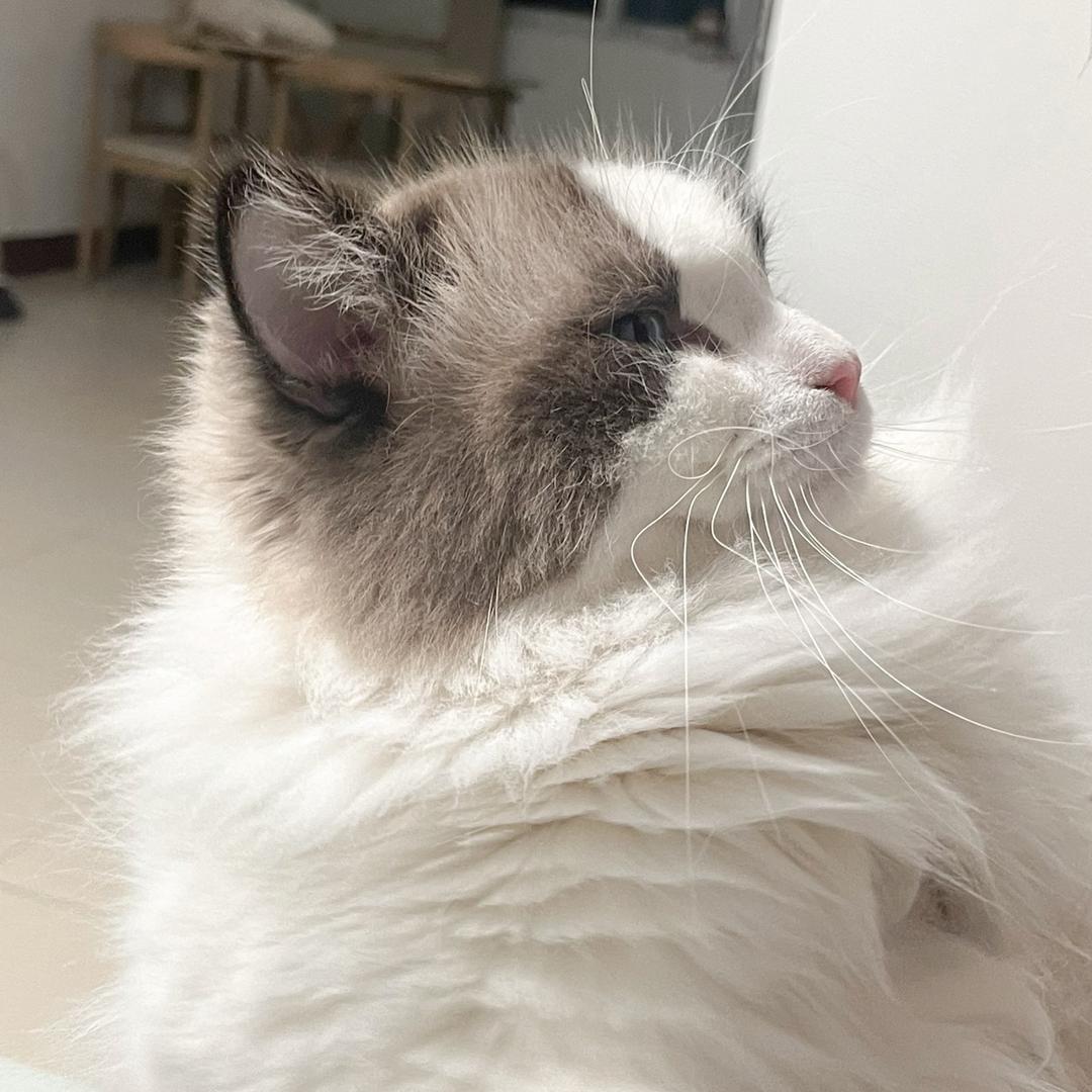 石家庄喵呜萌宠