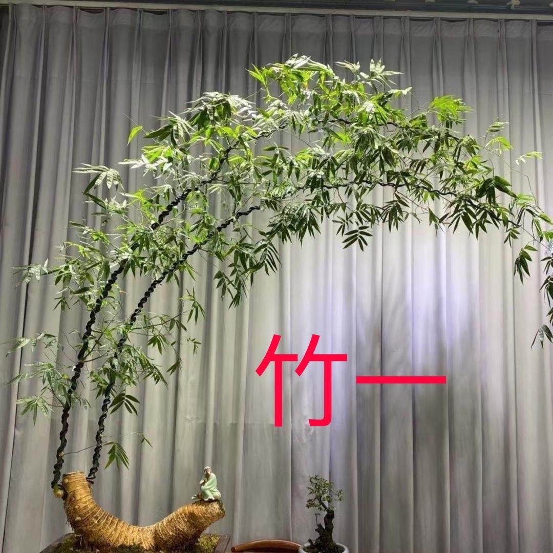 竹一勒竹