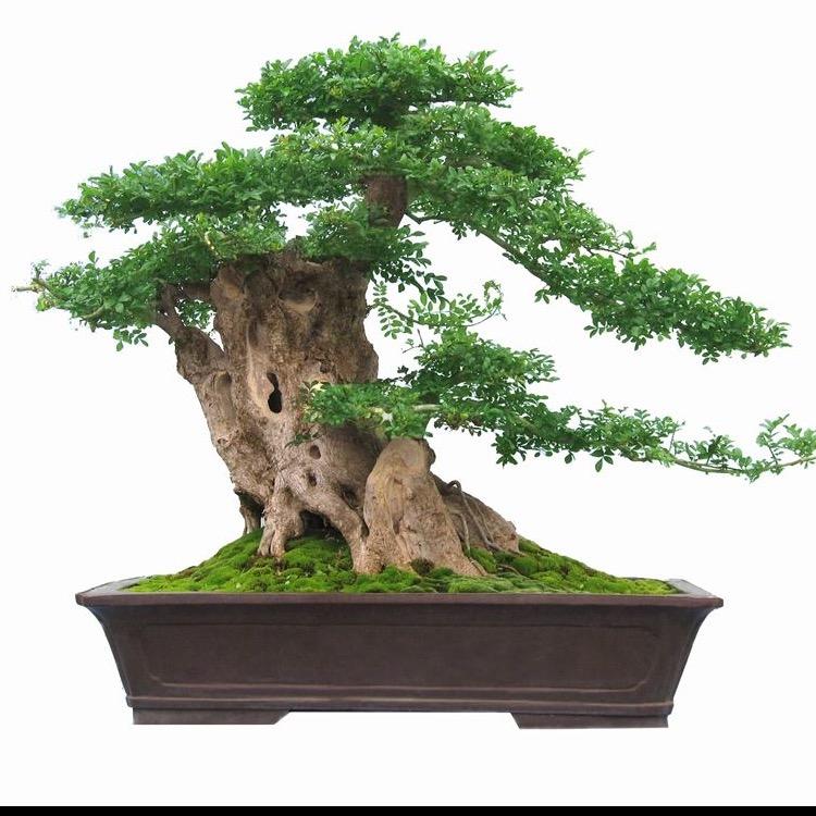 红豆绿植