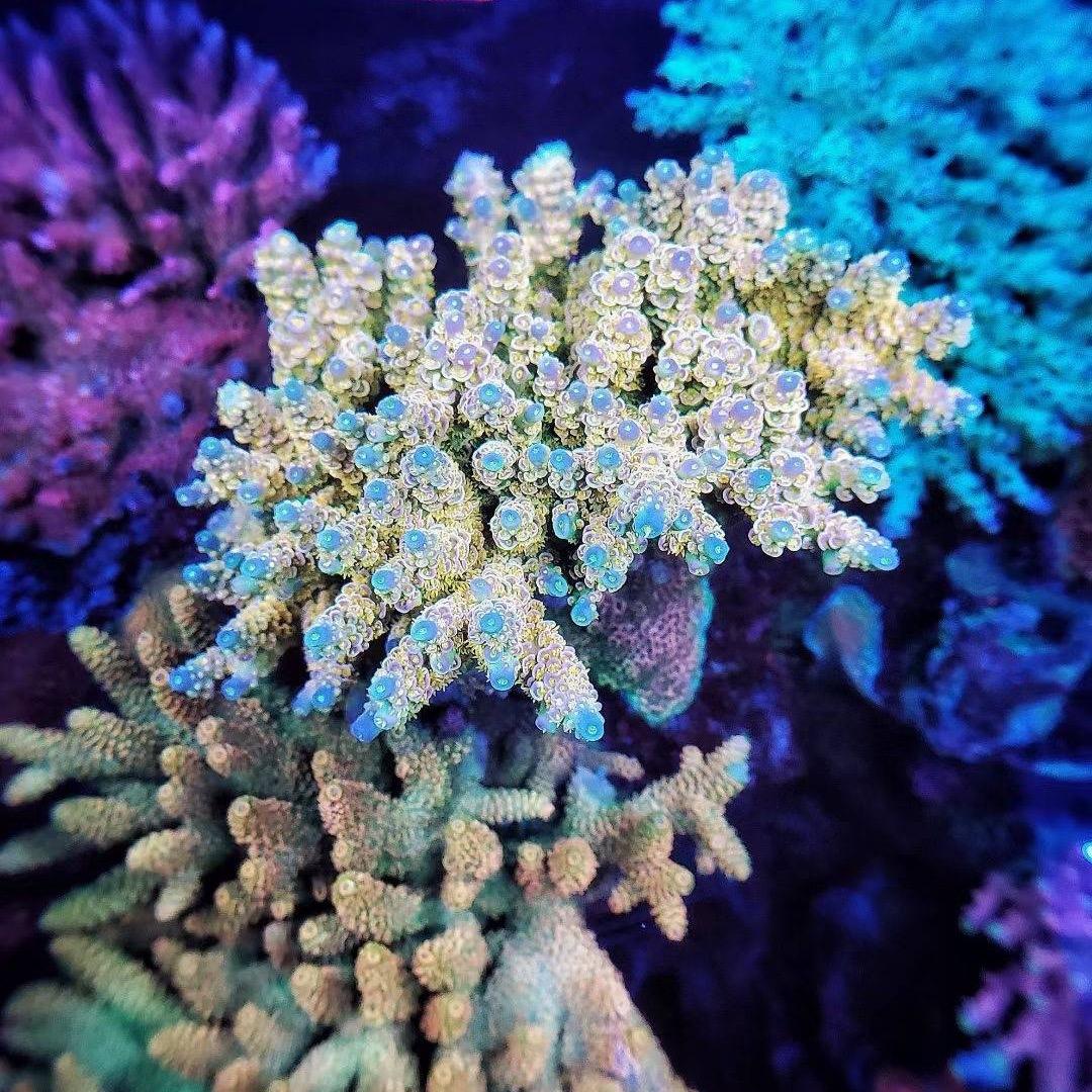 凤临梧桐-植海鱼乐园