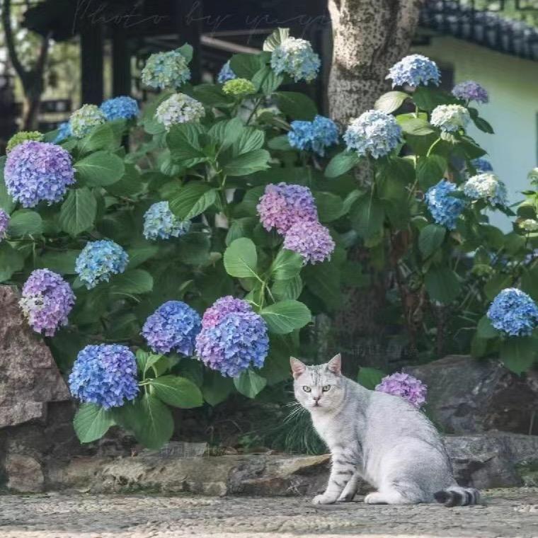 浪漫与夏·Garden of love