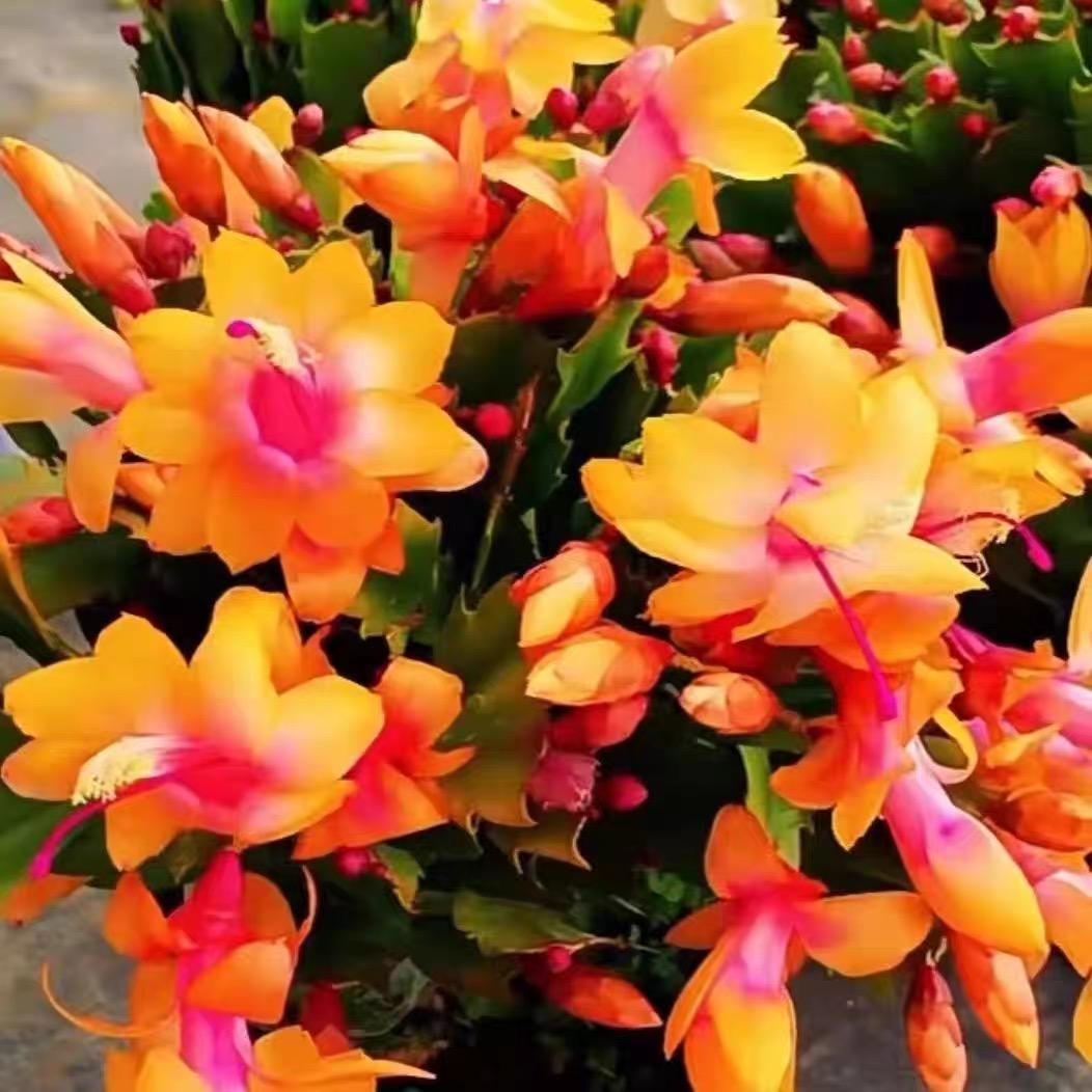 辰然商贸优品店