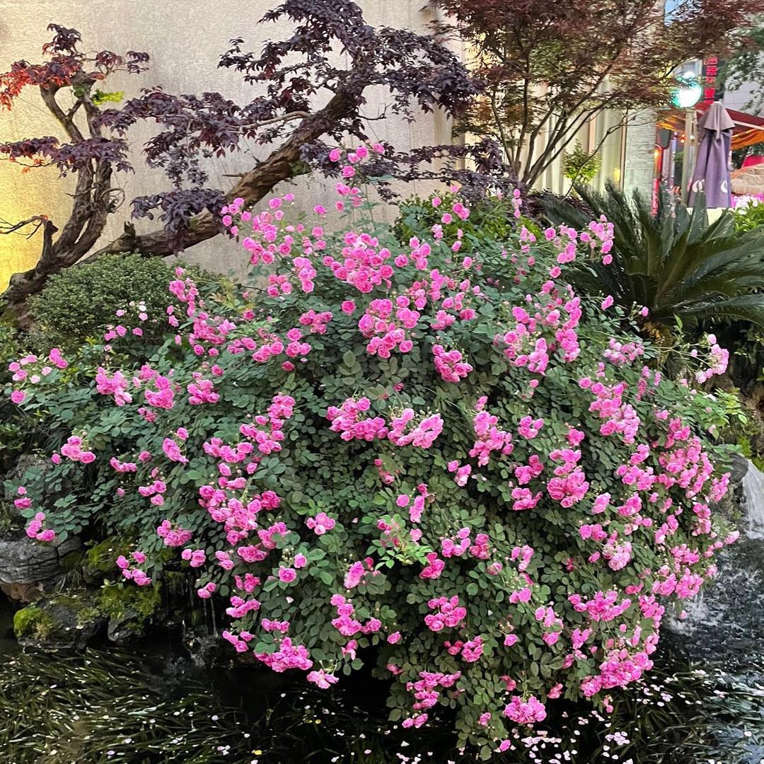 春暖花开🌺