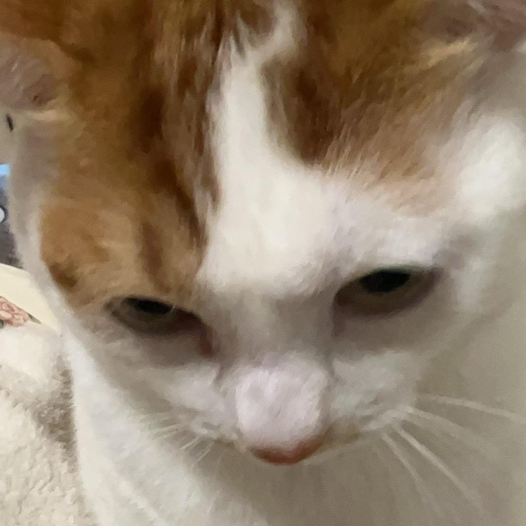 小楚