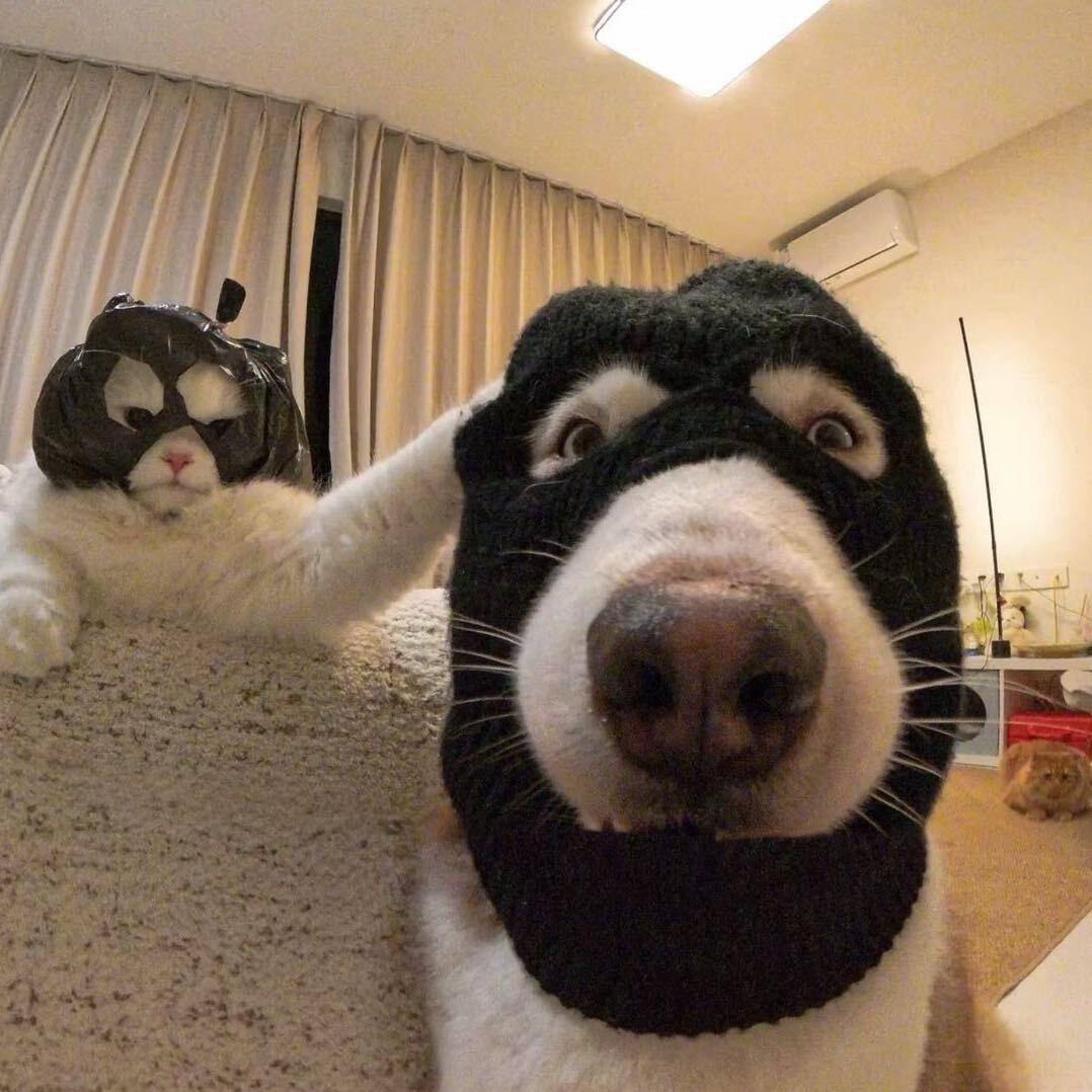 肖楠