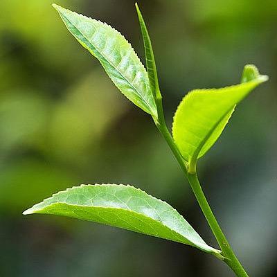 石榴菇凉