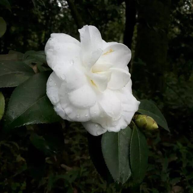 鑫平