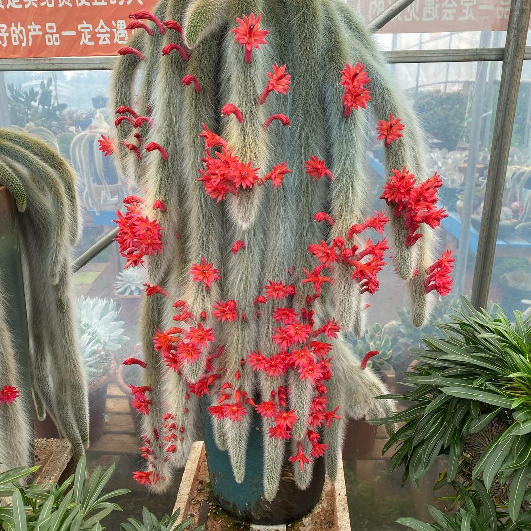 潘子园艺