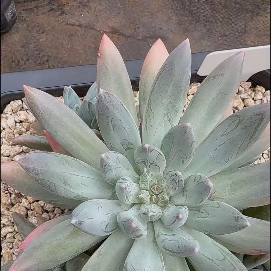 御风园艺（接寄养）