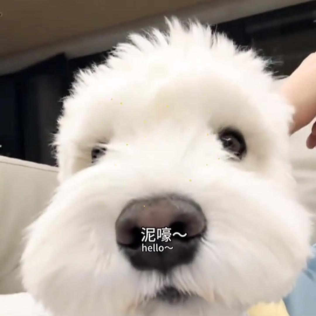 uk一小狗🐩