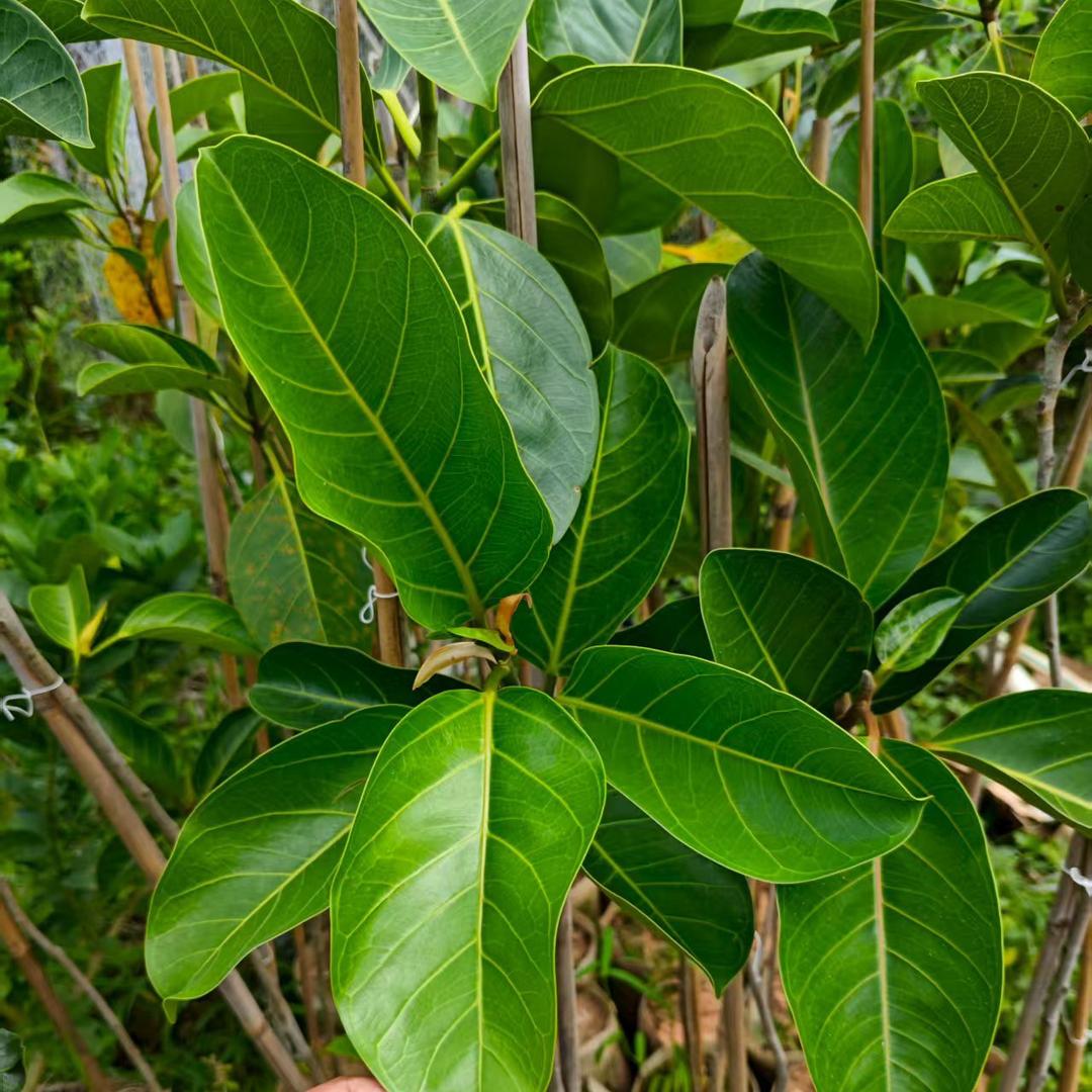 茂茂绿化苗木