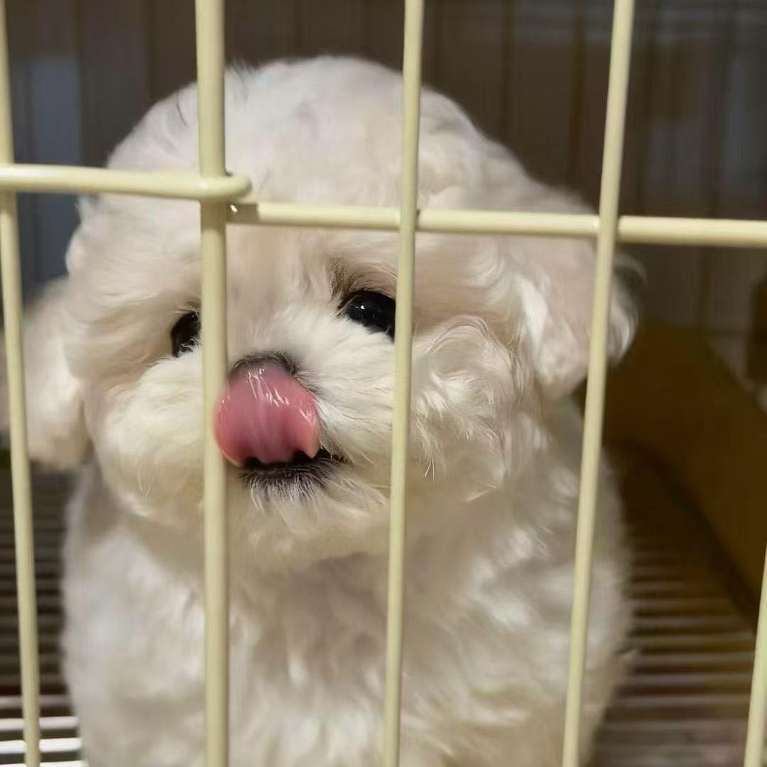 花姐家的汪汪队