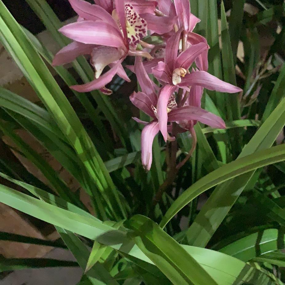 元芳园艺