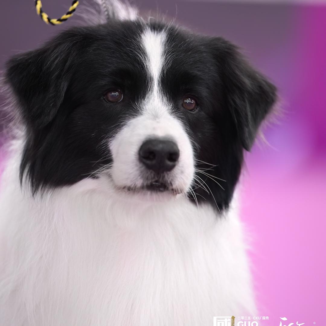 满庭芳边牧犬舍
