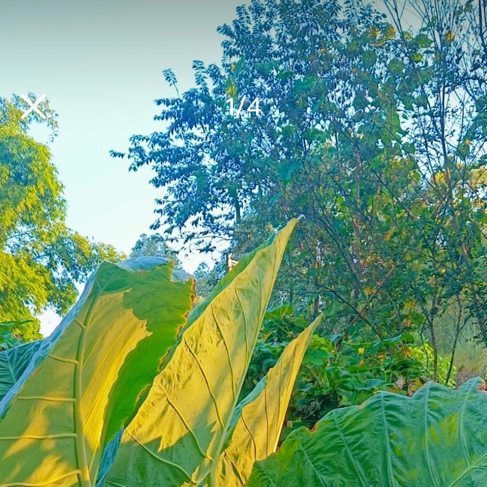 老板娘的绿植园